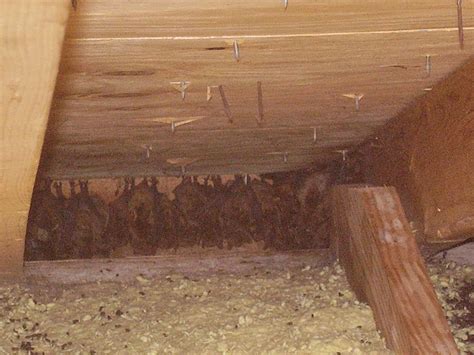 Bats in Your Attic? - Georgia Pest and Wildlife Specialists, LLC