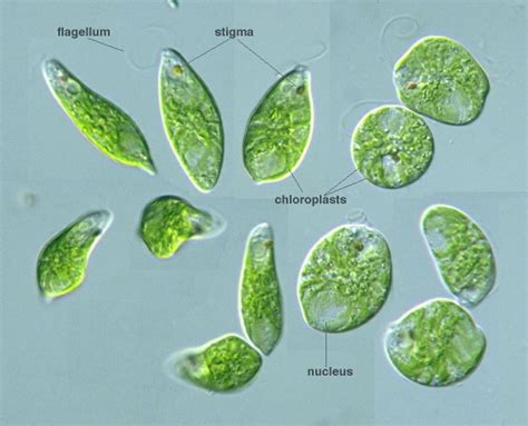 Protist Images: Euglenida: Euglena viridis