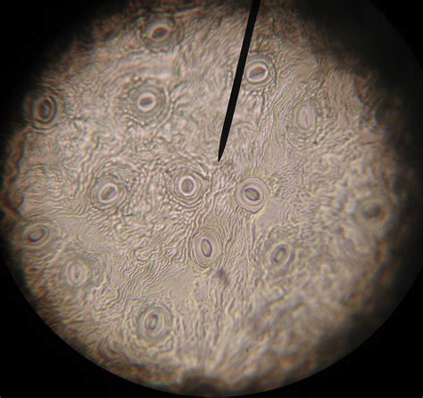 biology-microscopy stomata activity with varnish.