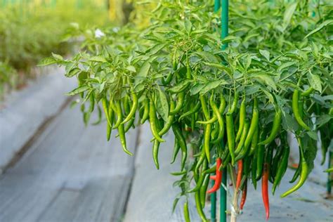 Buy Green Chilli Seeds Online - India Gardening Store