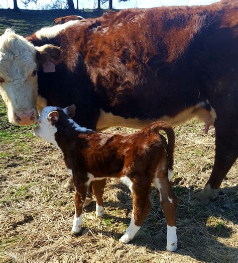 Pin on Ken's cows