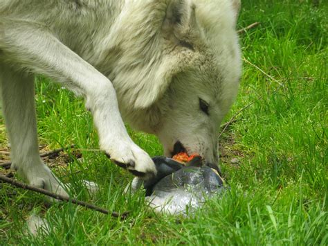 Feeding the Wolves at Wolf Haven – Wolf Haven International