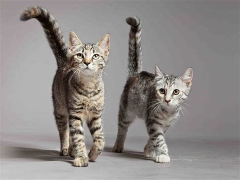 235 Tabby Cat Names for Felines with Swirls, Stripes & Spots - Excited Cats