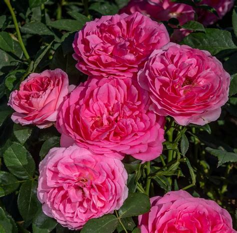 New Rose Varieties - 2024 - Sky Nursery