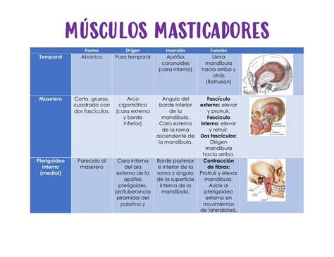 Músculos de la Masticación | Pamela Alvarado | uDocz