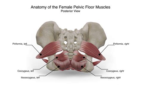 Female Pelvic Floor Anatomy