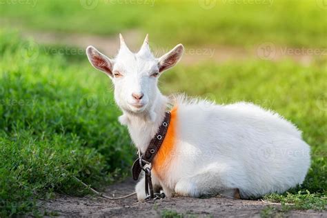 goat on grass. 13426593 Stock Photo at Vecteezy