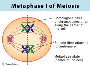 Meiosis: Definition, Stages, & Purpose with Diagram