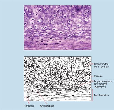 Chapter 4: Specialized Connective Tissue – Histology: An Identification ...