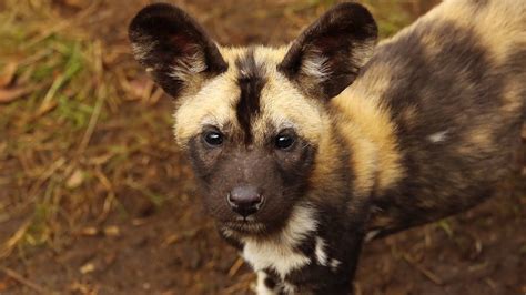 Puppy Alert! 11 adorable African hunting dog puppies born - YouTube