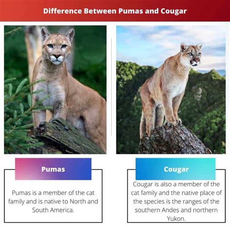 Pumas vs Cougar: Difference and Comparison