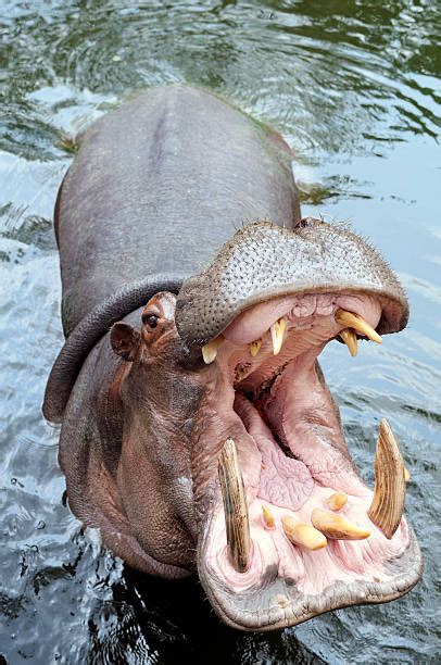 4,300+ Hippo Teeth Stock Photos, Pictures & Royalty-Free Images - iStock