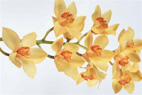 Yellow Orchid Meaning and Symbolism (Joy & Friendship)