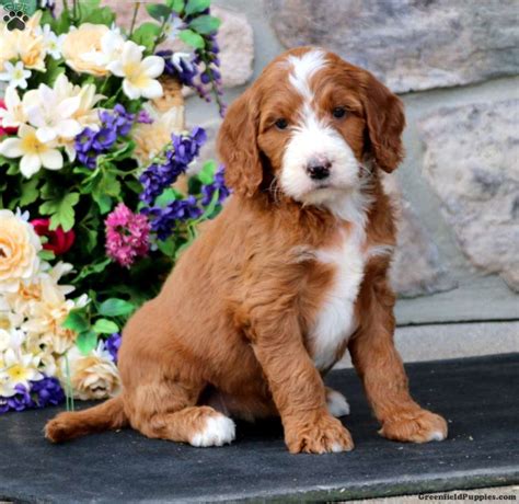 Irish Doodle Puppies For Sale | Greenfield Puppies