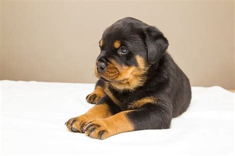 5 Radiant Rottweiler Colors - Standard & "Rare" Colors