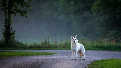 Can Dogs See At Night