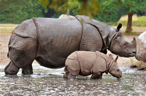 Indian Rhino Vision 2020 - Asia's Greatest Conservation Success ...