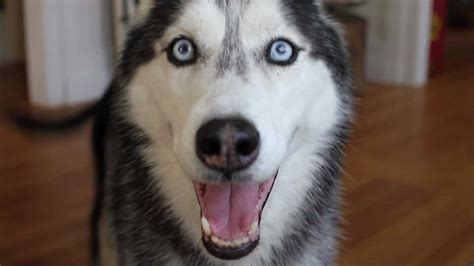 Mishka the Talking Husky Can Speak English! - YouTube