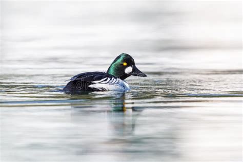 Male Goldeneye stock photo. Image of north, ducks, environment - 53238208