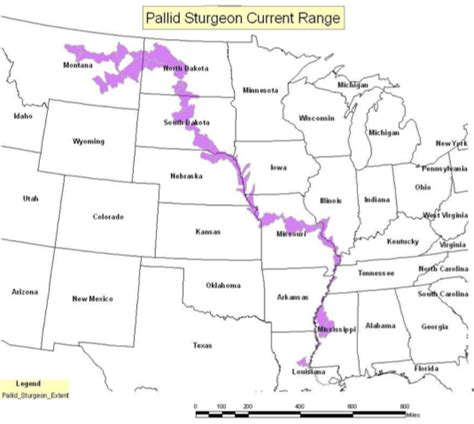 Pallid sturgeon | Platte River Recovery Implementation Program