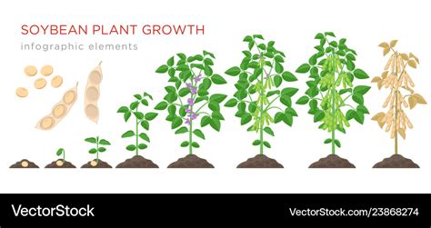 Soybean Growth Stages Timeline