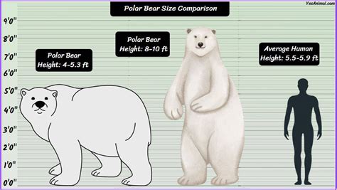 Polar Bear Size: How Big Are They? Compared With Others