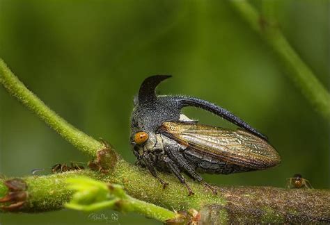 Treehopper | Insects, Creatures, Animals