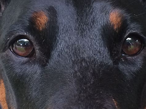 These eyes. So love my Bella May's eyes! Doberman Love, Doberman ...