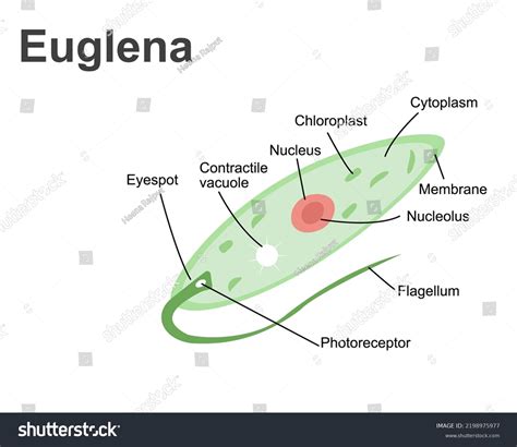 Vector Illustration Euglena Biological Anatomy Euglena Stock Vector ...