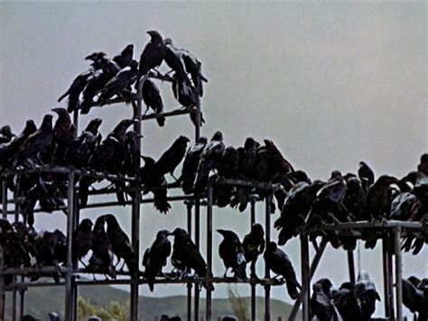 The Birds explained (1963) - Film Colossus