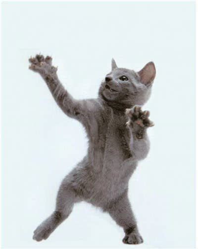 10 best Dancing Cats images on Pinterest | Funny cats, Funny kitties and Cute kittens