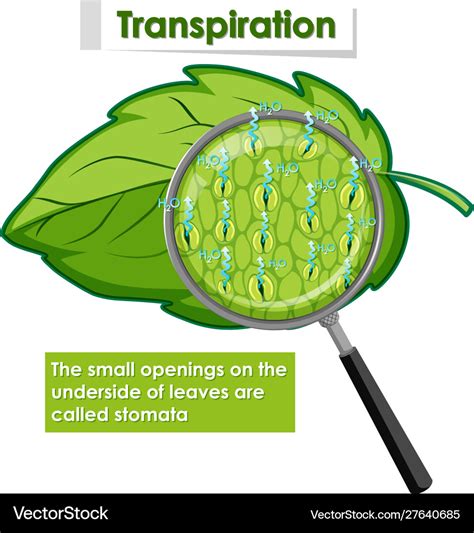 Diagram showing transpiration in plant Royalty Free Vector