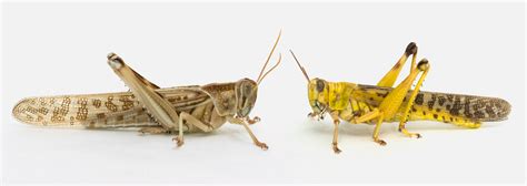 How Locusts Learn to Be Part of a Swarm | WIRED