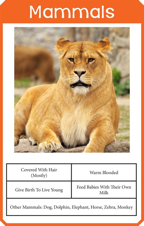 Animal Classification Cards | Chapter 1 Classifying Plants And - Free Printable Animal ...