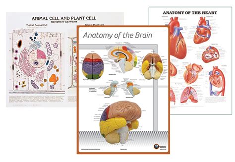 6 Useful Science Charts to Add to Your Classroom – Denoyer-Geppert ...