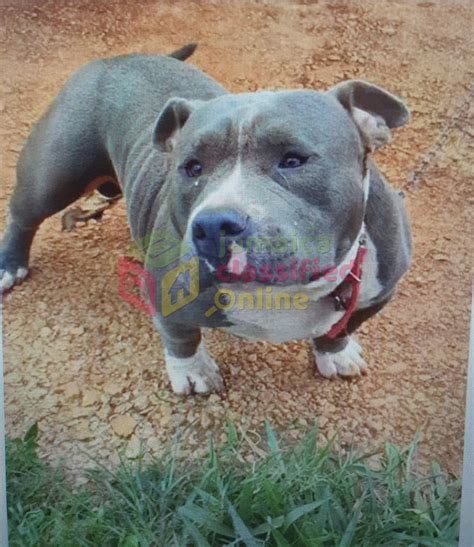 For Sale: American Bully With Pit Bull Mix - Christiana