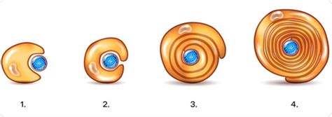 What are Schwann Cells?