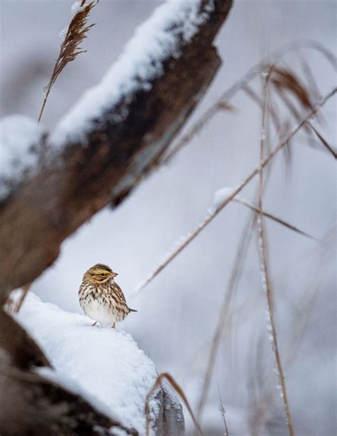 Add Spark to Your Winter Bird Photography With These Pro Tips | Living ...