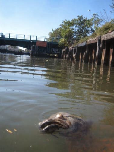 The History of the Gowanus Canal