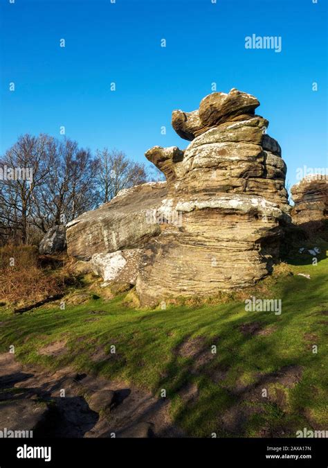 The Dancing Bear gritstone rock formation at Brimham Rocks Brimham Moor Nidderdale AONB North ...