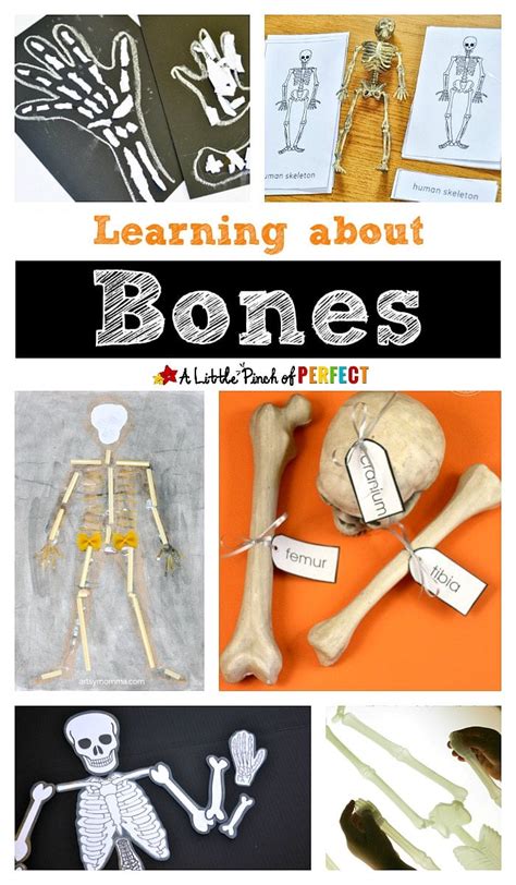 Learning about Bones - Fun Hands-on Activities for Kids - A Little Pinch of Perfect