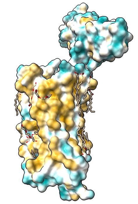 Delta Opioid Receptor