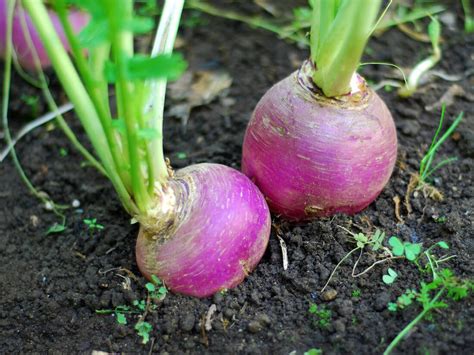 Growing Turnip Greens or Roots in a Garden | Kellogg Garden Organics™