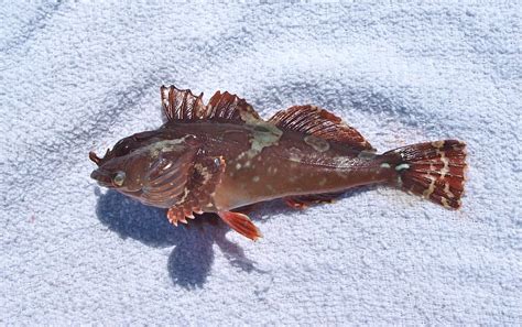 Cabezon - Pier Fishing in California