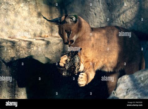 Caracal Caracal Hunting High Resolution Stock Photography and Images ...