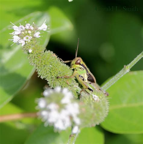 Grasshopper nymph by Gerryanimator on DeviantArt