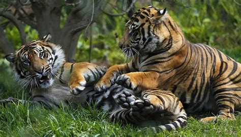 Tiga Ekor Anak Harimau Sumatera Lahir di Taronga Zoo Australia - TIMES ...