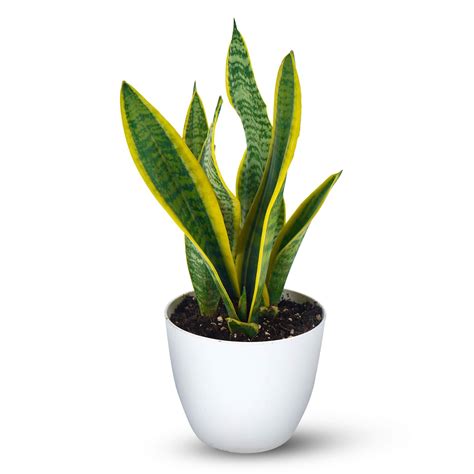 Snake Plant Variegated Plant With Pot | Buy Snake Plant Variegated Plant Online ₹409.00 - Plant ...