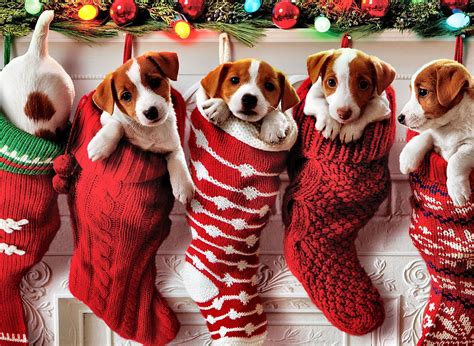 Puppies Christmas Wallpapers - Wallpaper Cave