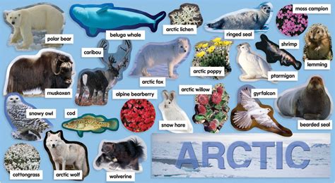 Arctic Ocean Animals List